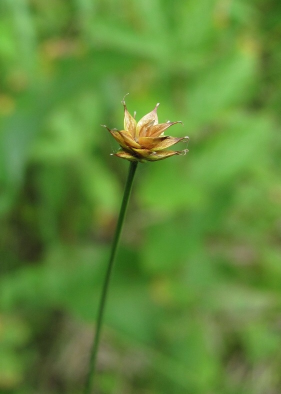 Изображение особи Carex capitata.