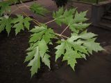 Acer saccharinum