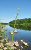 Glyceria fluitans