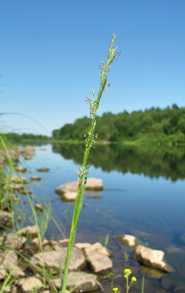 Image of Glyceria fluitans specimen.