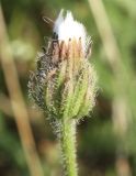 Crepis rhoeadifolia. Элементарное соцветие-корзинка с плодами. Волоски хохолка чисто-белые, неперистые. Крым, Бахчисарайский р-н, с. Трудолюбовка, у дорожки на базе СПбГУ. 19.07.2011.