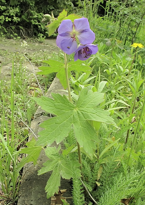 Изображение особи Geranium platyanthum.