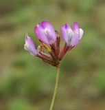 Astragalus compressus