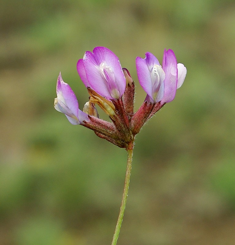Изображение особи Astragalus compressus.