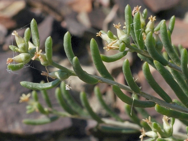 Image of Salsola arbusculiformis specimen.