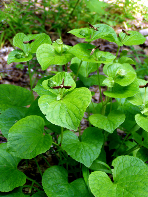 Изображение особи Viola mirabilis.