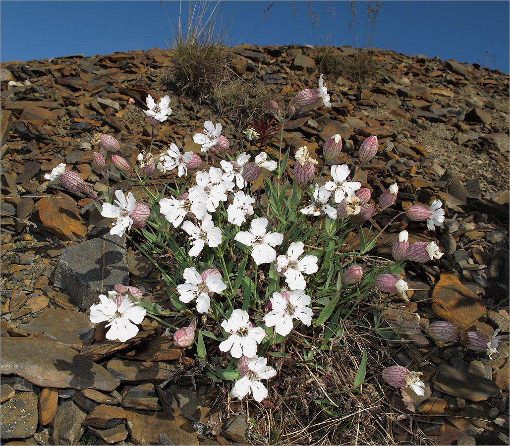 Изображение особи Oberna uniflora.