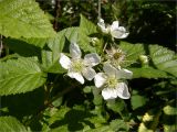 Rubus nessensis