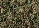 genus Carex. Цветущие растения. Таджикистан, Памир, восточнее перевала Кой-Тезек, 4200 м н.у.м. 02.08.2011.