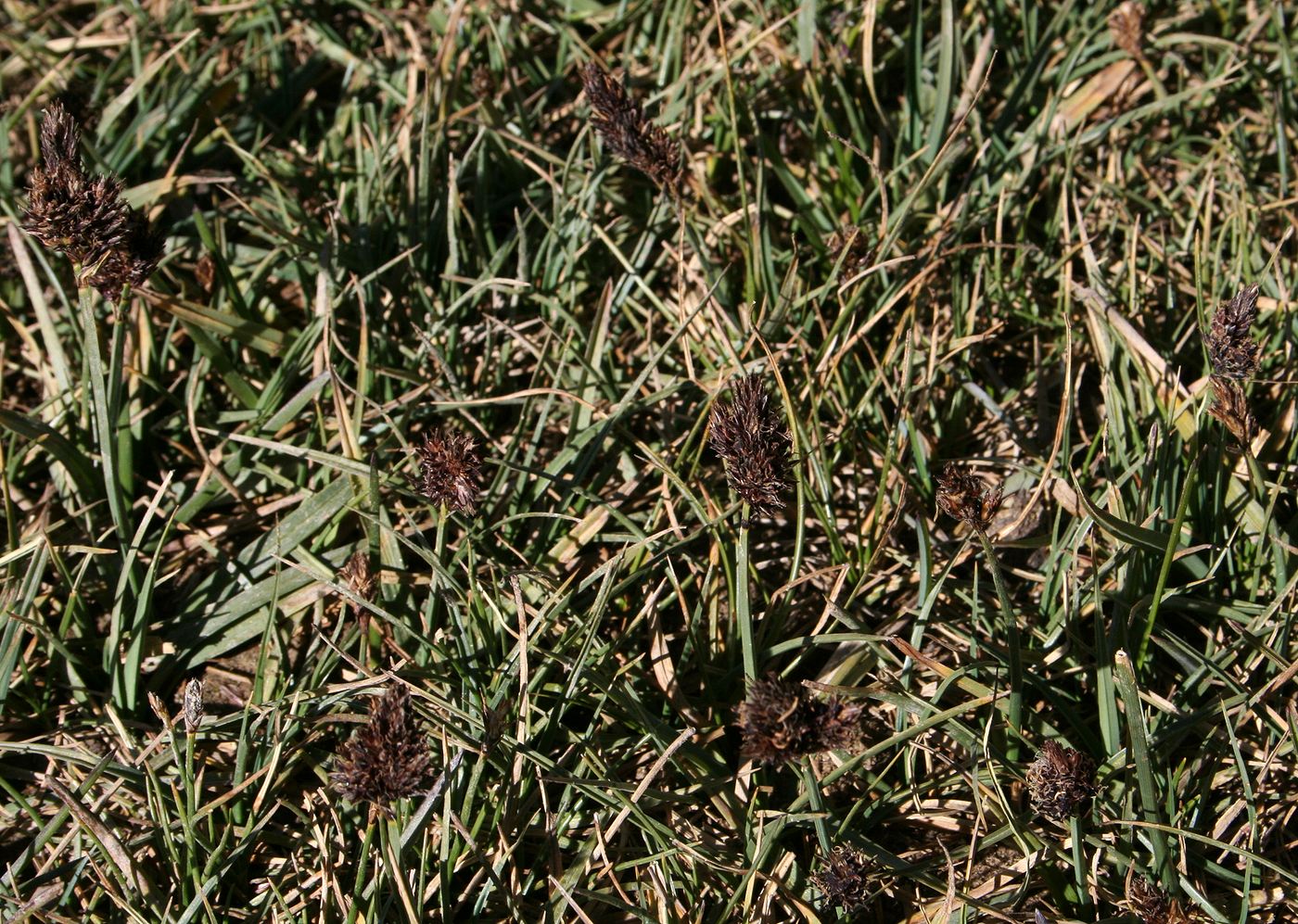 Изображение особи род Carex.