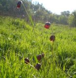 Fritillaria meleagroides