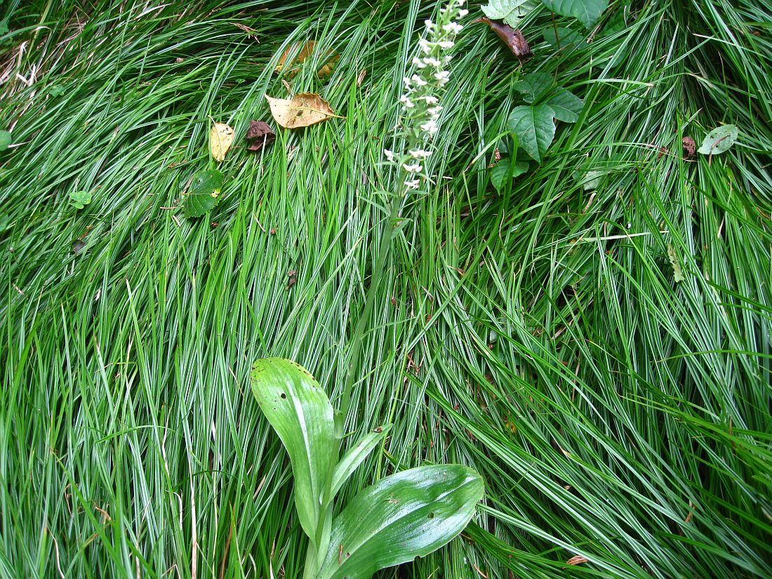 Изображение особи Platanthera sachalinensis.