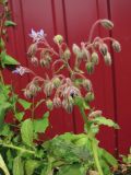 Borago officinalis. Верхушка цветущего растения. Ярославль, Брейтовский 6-й пер., обочина дороги. 16.07.2011.