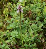 Dactylorhiza maculata. Цветущее растение. Мурманская обл., Кандалакшский р-н, окр. пос. Лувеньга, болотце у подножия гор Лувеньгские Тундры. 01.07.2010.