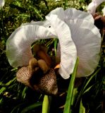 Iris lortetii. Цветок. Израиль, долина Хулы, киббуц Айелет Гашахар, склон горы. 07.04.2010.