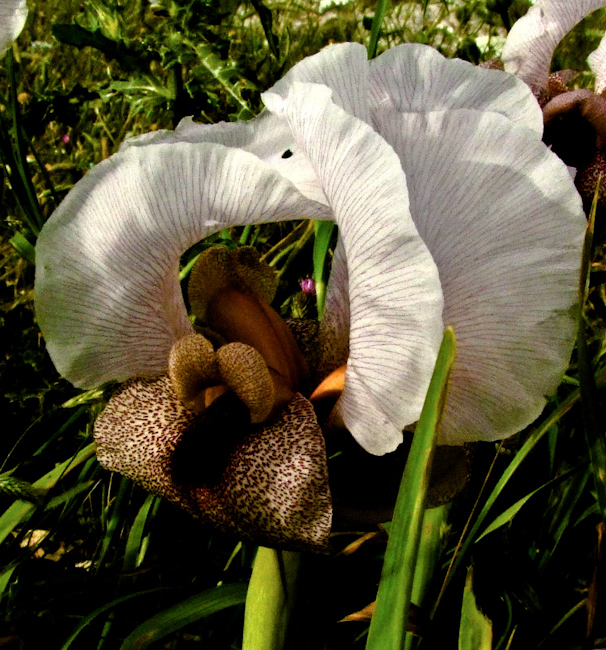 Image of Iris lortetii specimen.