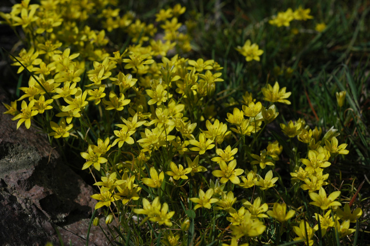 Image of Gagea tenera specimen.