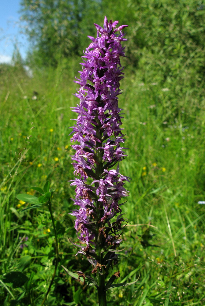 Изображение особи Dactylorhiza fuchsii.