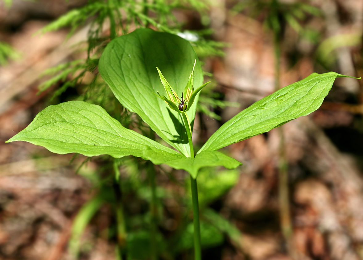 Image of Paris quadrifolia specimen.