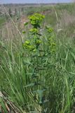 Euphorbia iberica