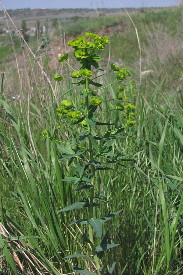 Изображение особи Euphorbia iberica.