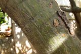 Plumeria разновидность acutifolia