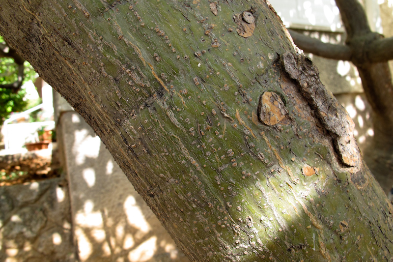 Image of Plumeria rubra var. acutifolia specimen.