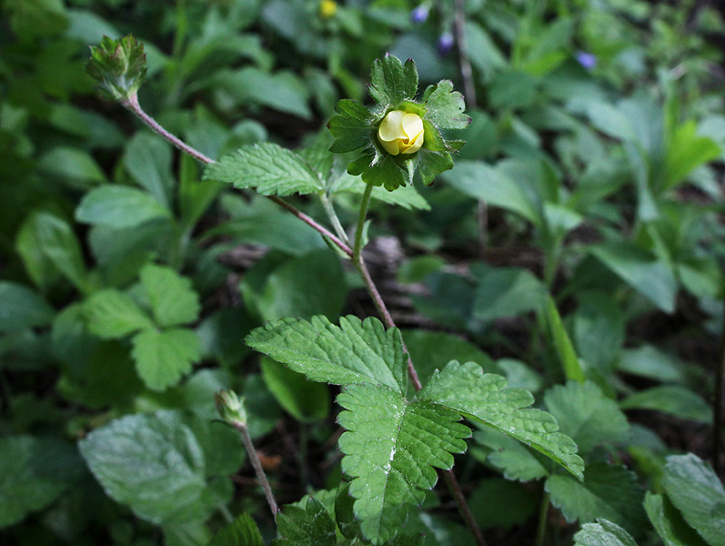 Изображение особи Duchesnea indica.