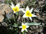 Tulipa turkestanica. Цветущие растения. Узбекистан, хребет Нуратау, Нуратинский заповедник. Третья декада марта 2009 г.