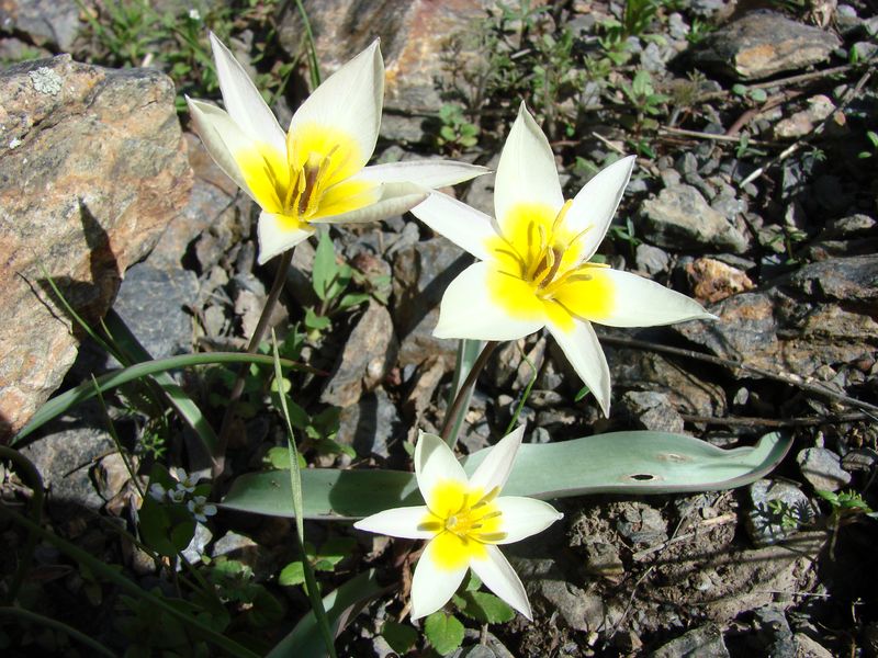 Image of Tulipa turkestanica specimen.