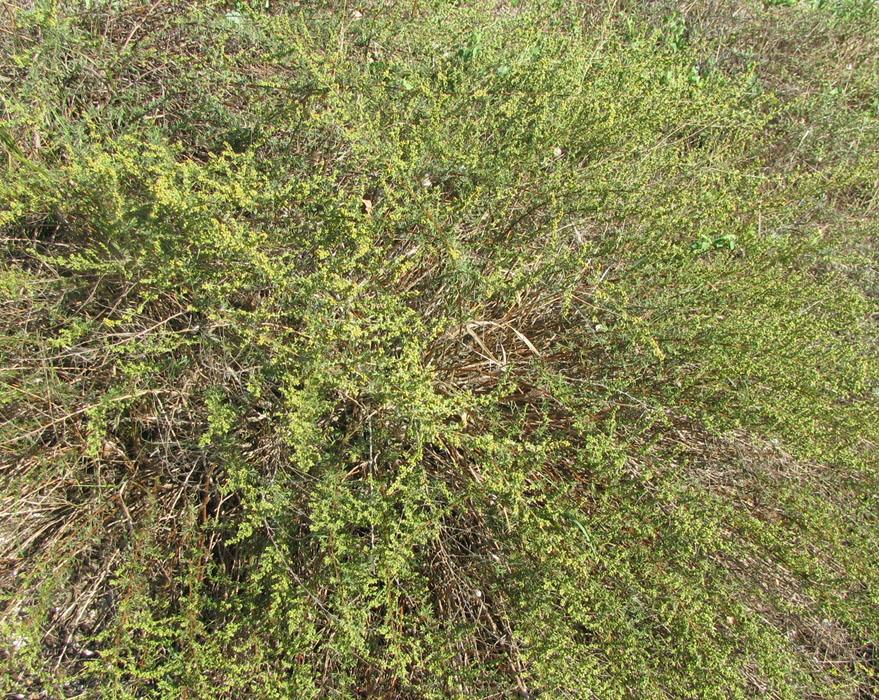 Изображение особи Artemisia arenaria.