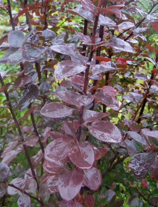 Image of Berberis &times; ottawensis specimen.