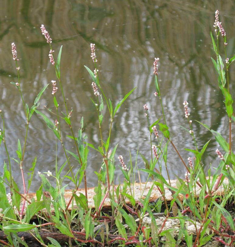 Изображение особи Persicaria maculosa.