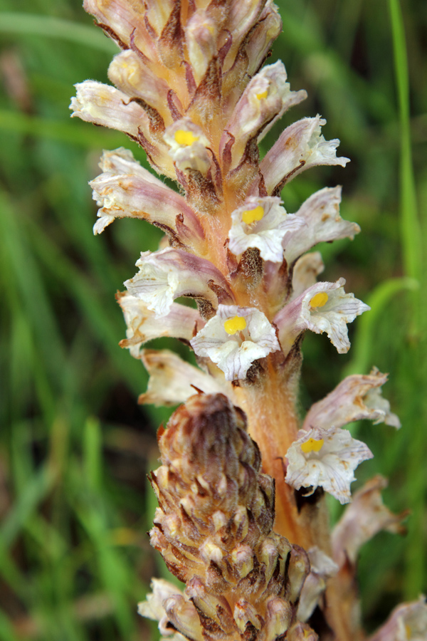 Image of Orobanche kotschyi specimen.