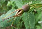 Rosa acicularis. Созревающий плод. Кировская область, Орловский р-н, окр. д. Коншаки. 6 июля 2012 г.