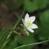 Spergula arvensis