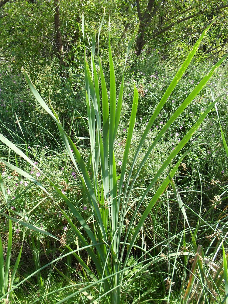 Image of Typha intermedia specimen.