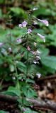 Clinopodium menthifolium