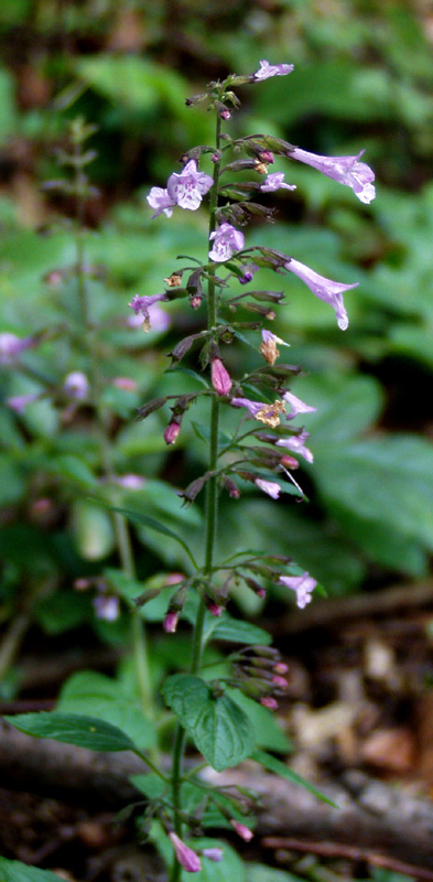 Image of Clinopodium menthifolium specimen.