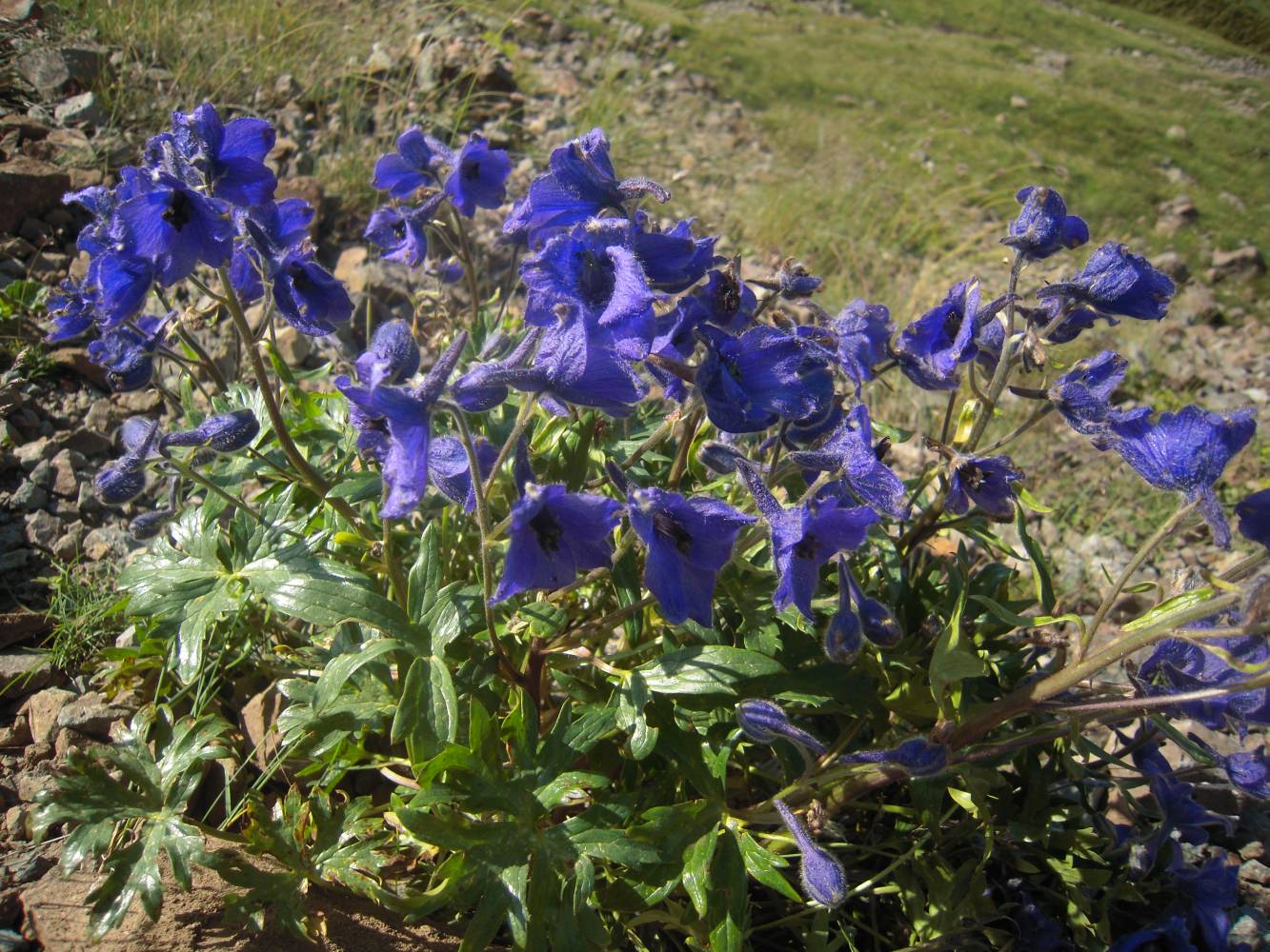 Изображение особи Delphinium caucasicum.