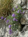 Campanula tommasiniana