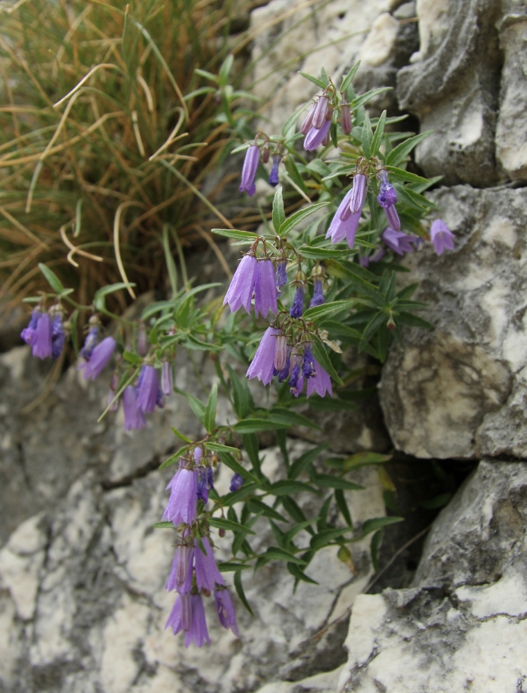 Image of Campanula tommasiniana specimen.