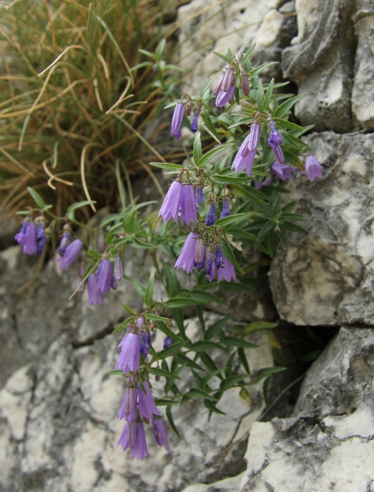 Изображение особи Campanula tommasiniana.