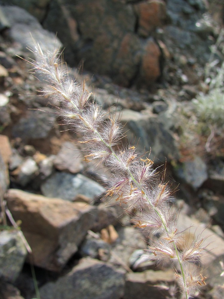 Image of Pennisetum orientale specimen.