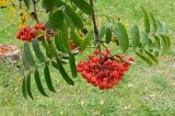 Sorbus aucuparia. Ветвь с плодами и листьями. Подмосковье, г. Одинцово, придомовые посадки. Сентябрь 2012 г.