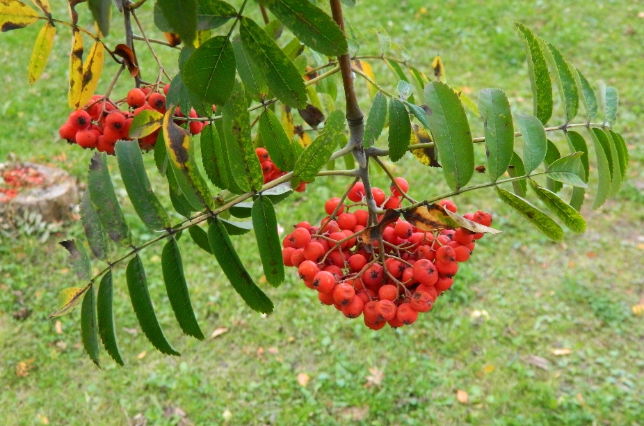 Image of Sorbus aucuparia specimen.