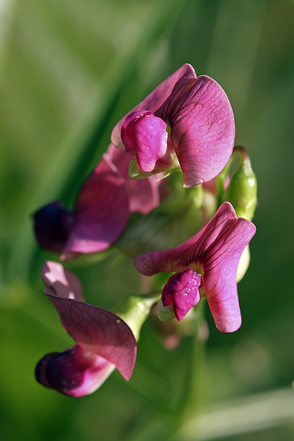 Изображение особи Lathyrus sylvestris.