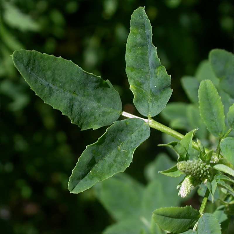 Изображение особи Melilotus albus.