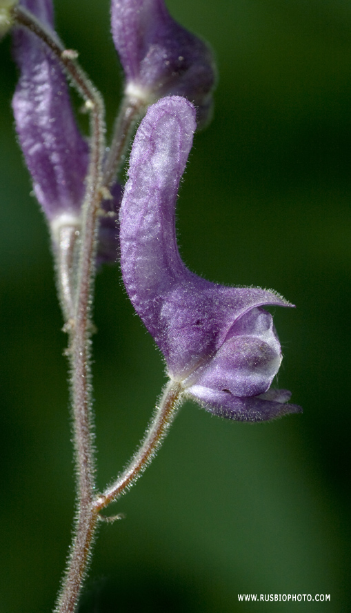 Изображение особи Aconitum septentrionale.