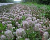 Trifolium arvense